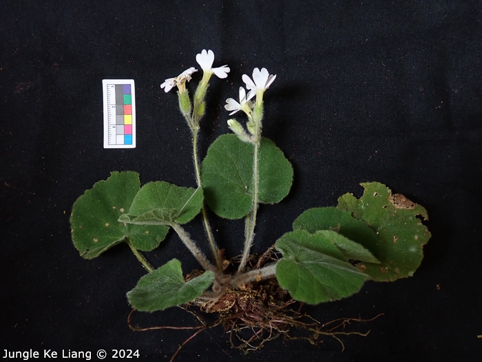 <i>Primula persimilis </i>