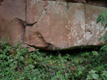 <i>Primula persimilis </i>