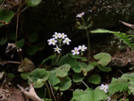 <i>Primula persimilis </i>