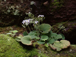 <i>Primula persimilis </i>