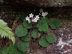 <i>Primula persimilis </i>