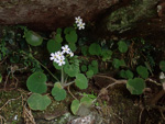 <i>Primula persimilis </i>