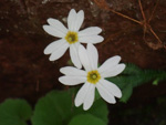 <i>Primula persimilis </i>
