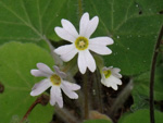 <i>Primula persimilis </i>
