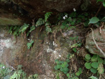 <i>Primula persimilis </i>