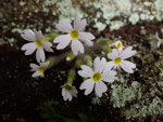 <i>Primula persimilis </i>