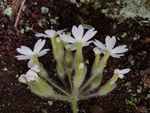<i>Primula persimilis </i>