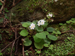 <i>Primula persimilis </i>