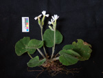 <i>Primula persimilis </i>