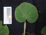 <i>Primula persimilis </i>