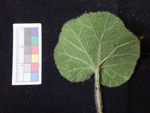 <i>Primula persimilis </i>