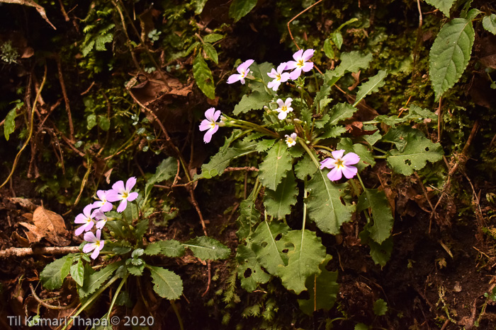 <i>Primula petiolaris </i>