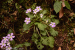 <i>Primula petiolaris </i>