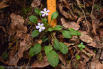 <i>Primula petiolaris </i>