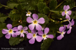 <i>Primula petiolaris </i>