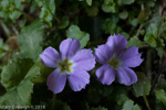 <i>Primula petiolaris </i>