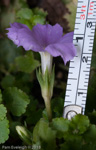<i>Primula petiolaris </i>