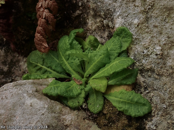 <i>Primula pingbaensis </i>