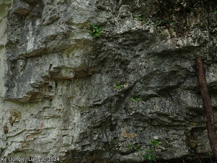 <i>Primula pingbaensis </i>