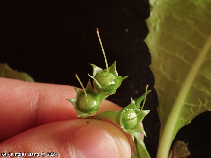 <i>Primula pingbaensis </i>