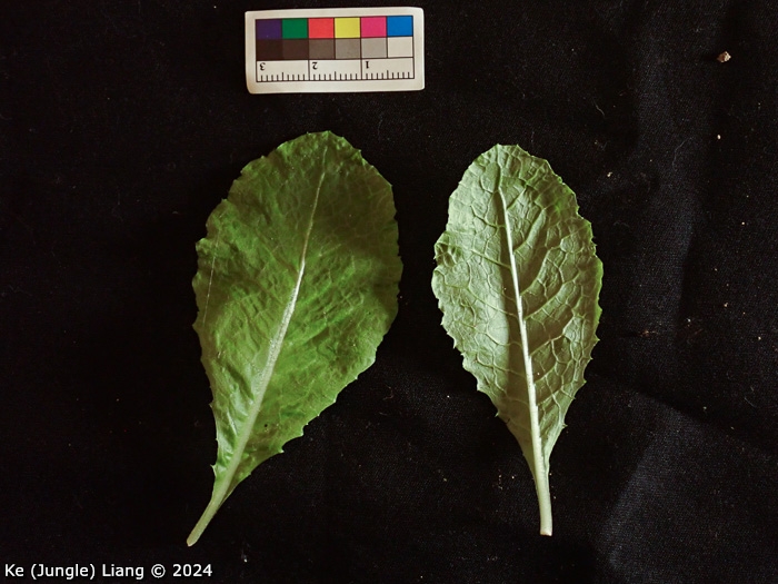 <i>Primula pingbaensis </i>