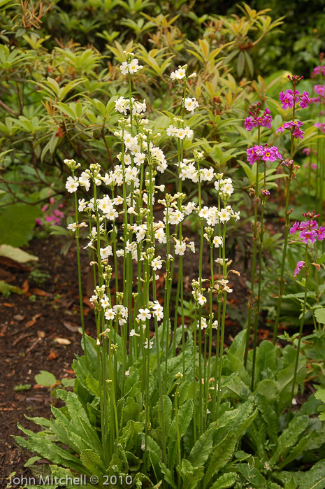 <i>Primula poissonii </i>