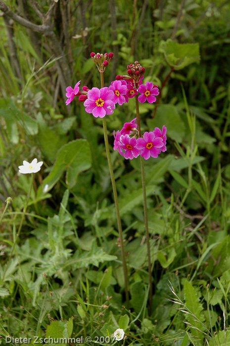 <i>Primula poissonii </i>