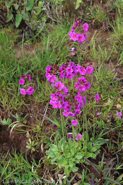 <i>Primula poissonii </i>