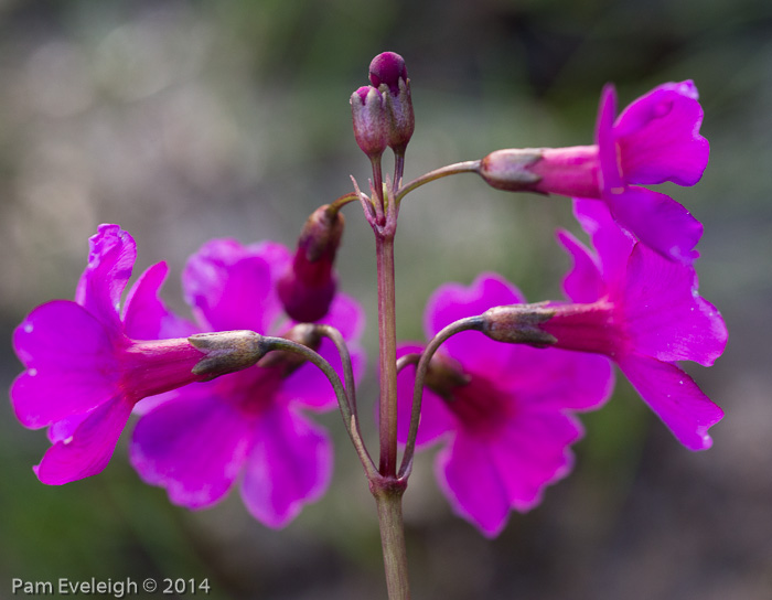 <i>Primula poissonii </i>