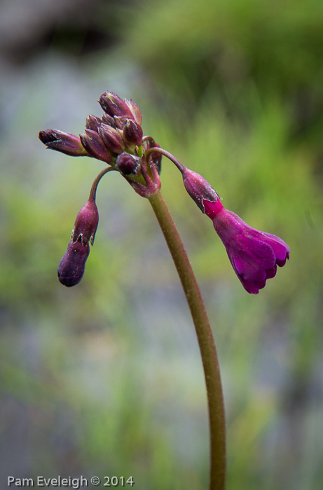 <i>Primula x dschungdienensis </i>