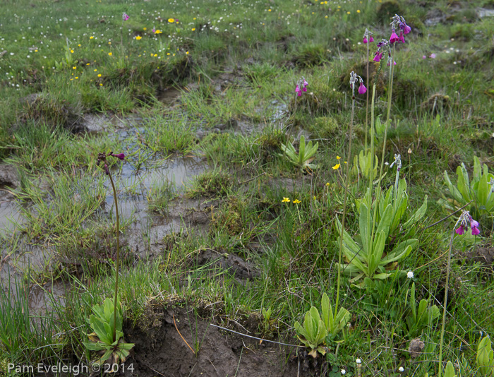 <i>Primula x dschungdienensis (L), P. secundiflora (R) </i>