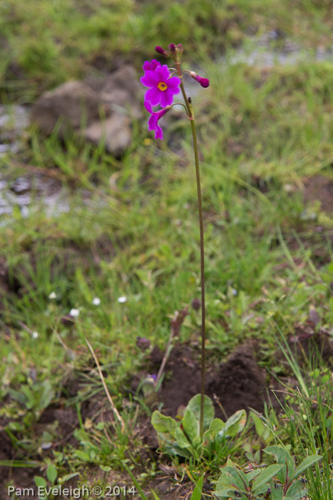 <i>Primula poissonii </i>