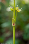 <i>Primula poissonii </i>