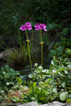 <i>Primula poissonii </i>