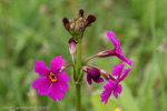 <i>Primula poissonii </i>