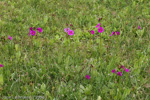 <i>Primula poissonii </i>