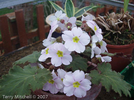 <i>Primula praenitens </i>