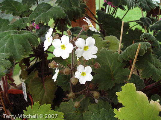 <i>Primula praenitens </i>