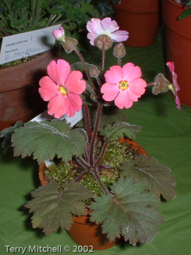 <i>Primula praenitens </i>