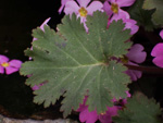 <i>Primula praenitens </i>