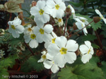 <i>Primula praenitens </i>