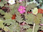 <i>Primula praenitens </i>