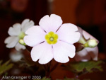 <i>Primula praenitens </i>