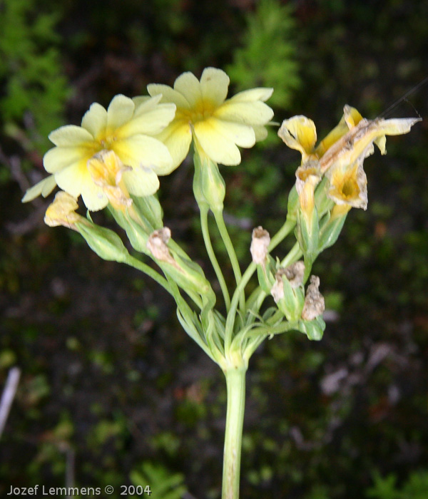 <i>Primula prattii </i>