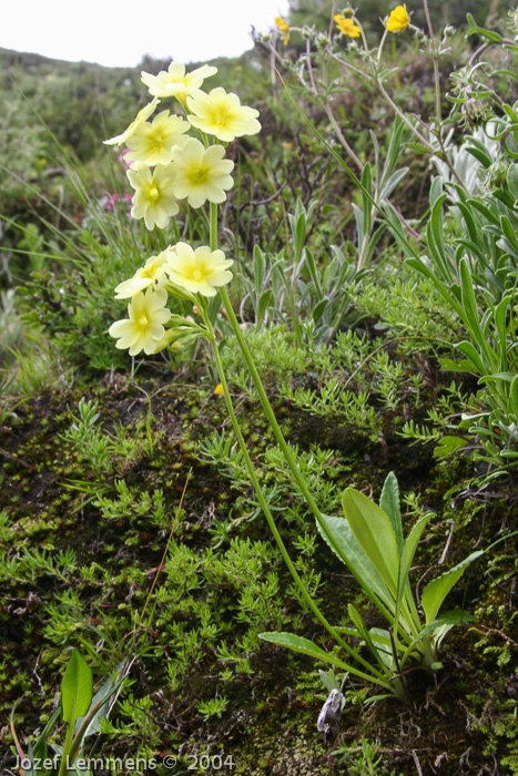 <i>Primula prattii </i>