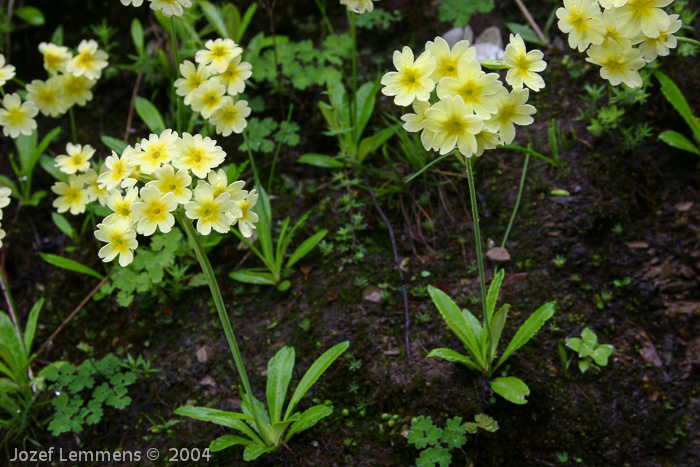 <i>Primula prattii </i>