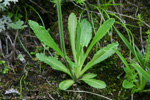 <i>Primula prattii </i>