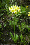 <i>Primula prattii </i>