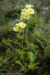 <i>Primula prattii </i>