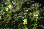 <i>Primula prattii </i>